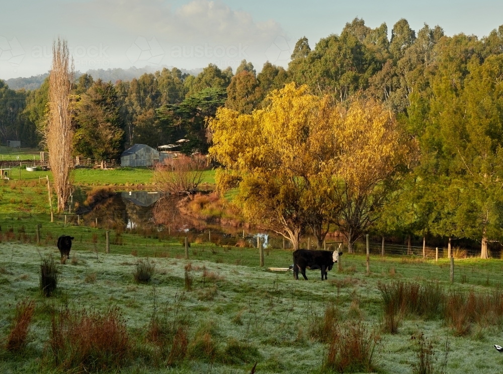 Beautiful Victoria Farm in Autumn - Australian Stock Image