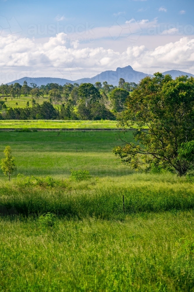View of countryside with vibrant green grass and trees. - Australian Stock Image