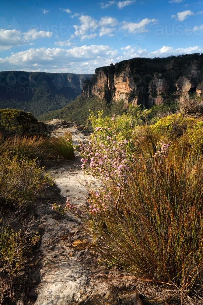 Beautiful views across the heathland bushes on the escarpment cliffs of Blue Mountains, Australia - Australian Stock Image