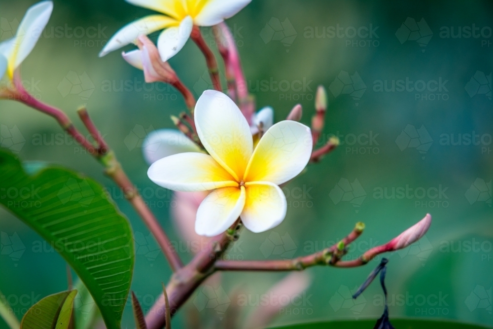 Beautiful white and yellow frangipani flower - Australian Stock Image