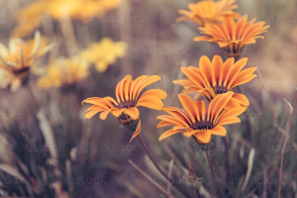 Beautiful wild daisy flower on roadside in sunlight. - Australian Stock Image