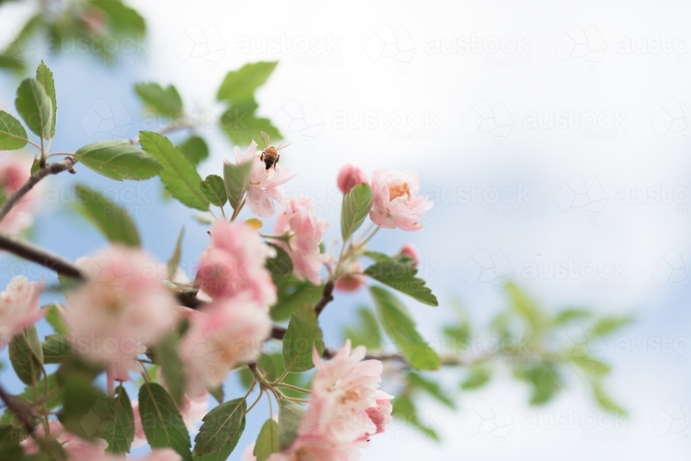 Bee and Pink crab apple blossom - Australian Stock Image