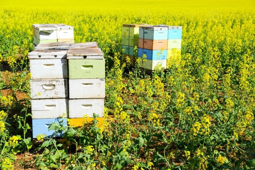 Bee boxes hives alongside a canola crop - Australian Stock Image