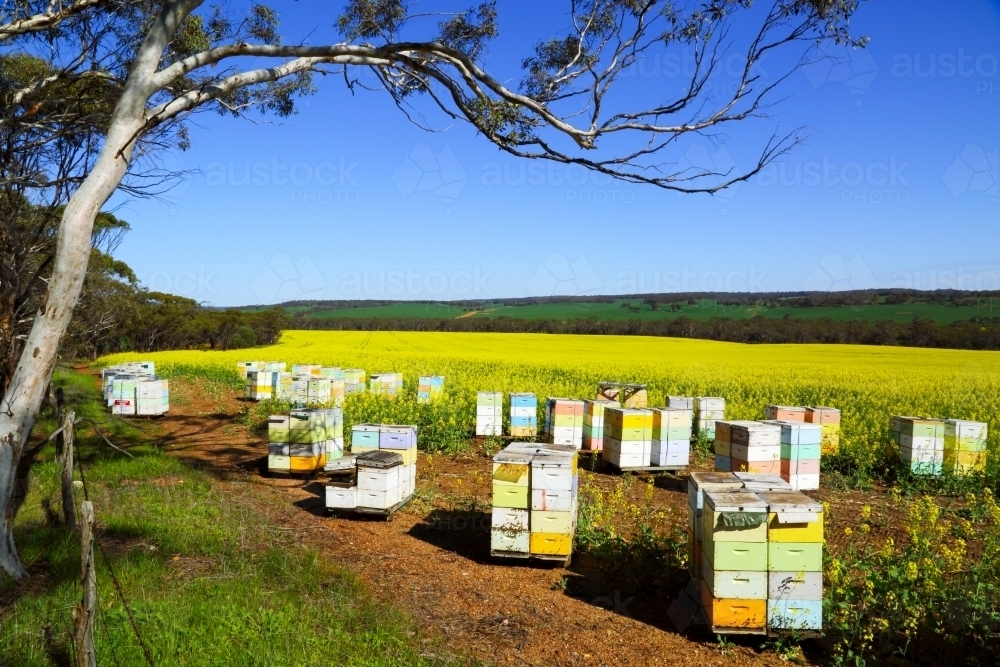 Bee boxes hives alongside a canola crop. - Australian Stock Image