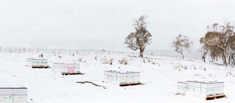 Bee boxes sit in a rural paddock as it snows on a winter day - Australian Stock Image