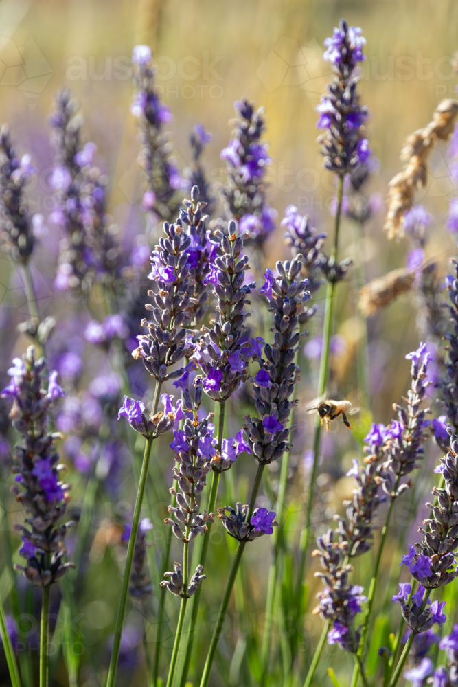 Bee collecting pollen from purple lavender flowers - Australian Stock Image