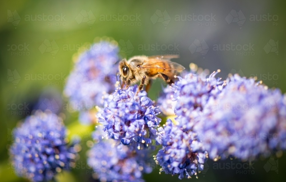 Bee collecting pollen on purple flower - Australian Stock Image