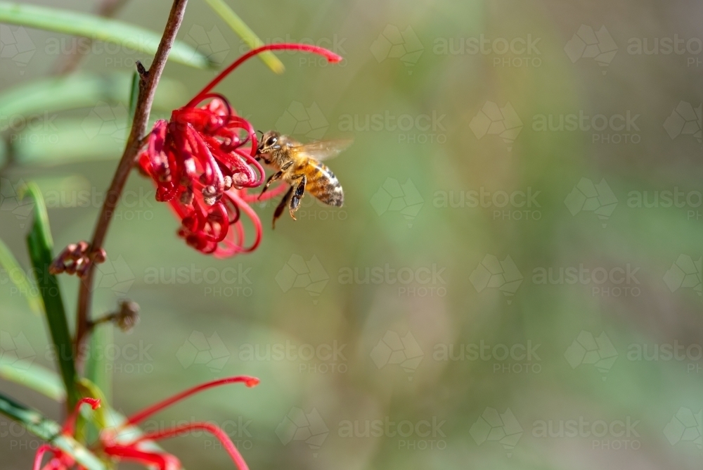 Bee feeding on a red Grevillia speciosa flower - Australian Stock Image