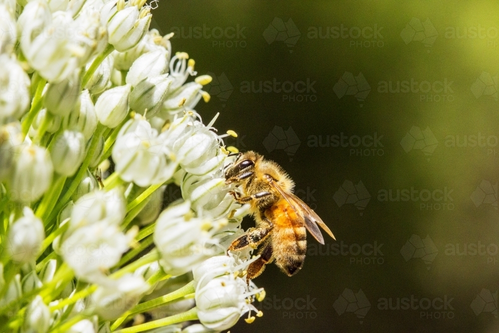 Bee feeding on flowers - Australian Stock Image