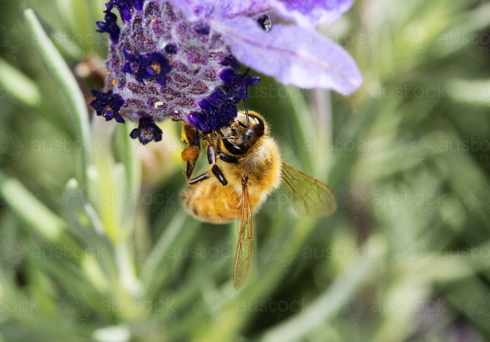 Bee feeding on lavender - Australian Stock Image