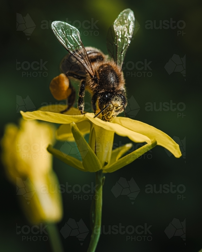 Bee gathering pollen on Canola Plant on Farm - Australian Stock Image