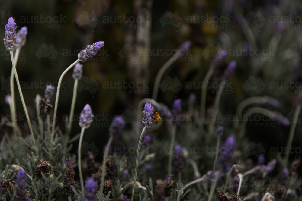 bee getting pollen from lavender flowers - Australian Stock Image