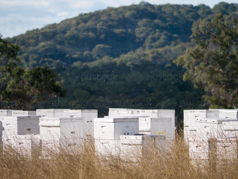 Bee hive boxes in long brown grass - Australian Stock Image