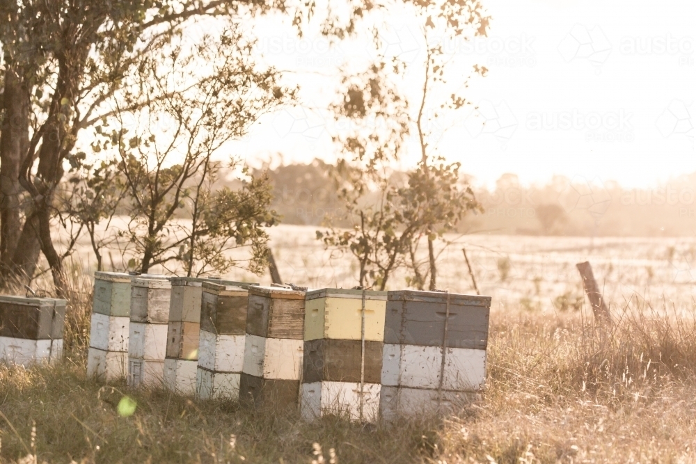 Bee hives in afternon sunlight in a paddock - Australian Stock Image