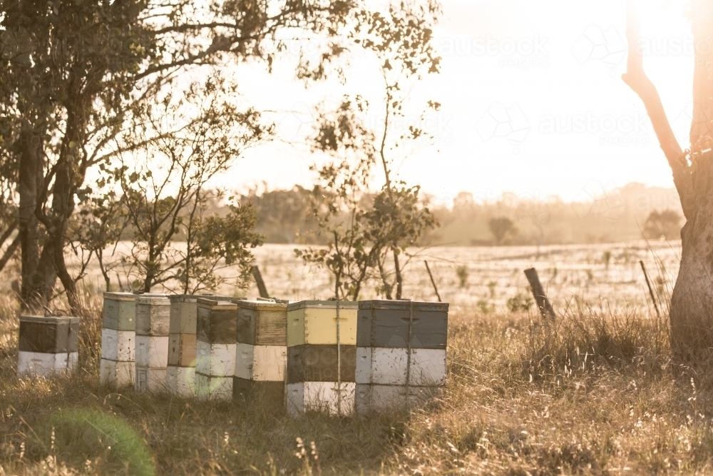 Bee hives in afternon sunlight in a paddock - Australian Stock Image