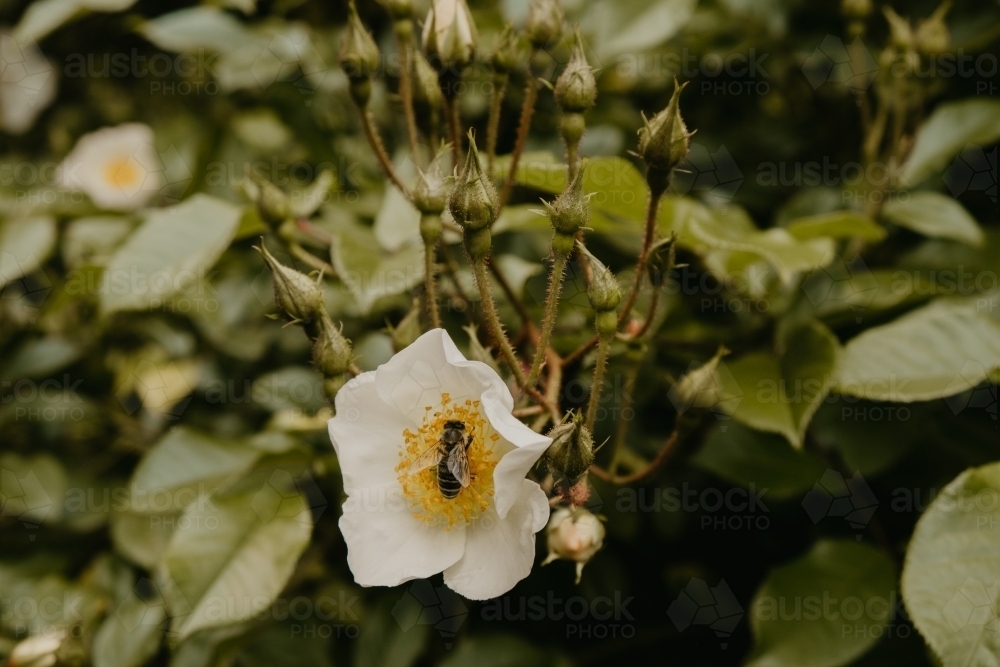 Bee in a White Rose Bush - Australian Stock Image