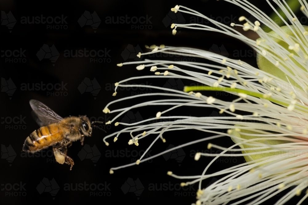 Bee in flight near a flower - Australian Stock Image