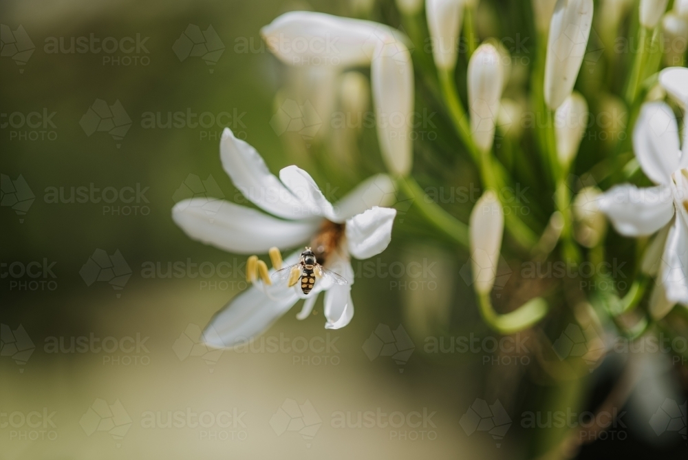 Bee in flower - Australian Stock Image