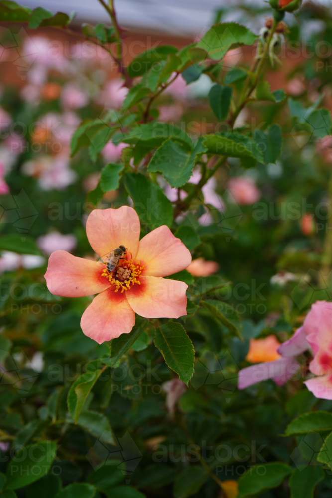 Bee in flower in a garden - Australian Stock Image