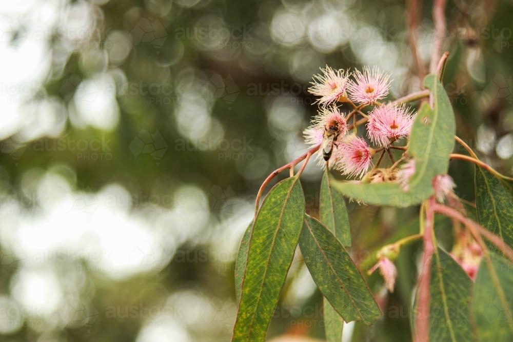 Bee on a blossoming eucalyptus gum tree flower - Australian Stock Image