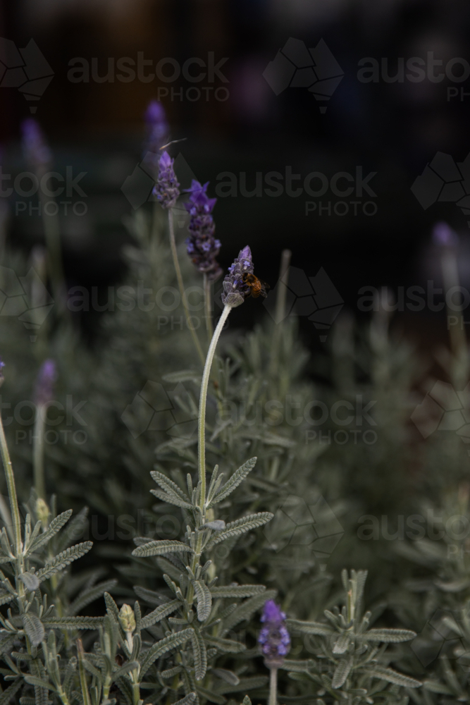bee on a lavender flower against a dark background - Australian Stock Image