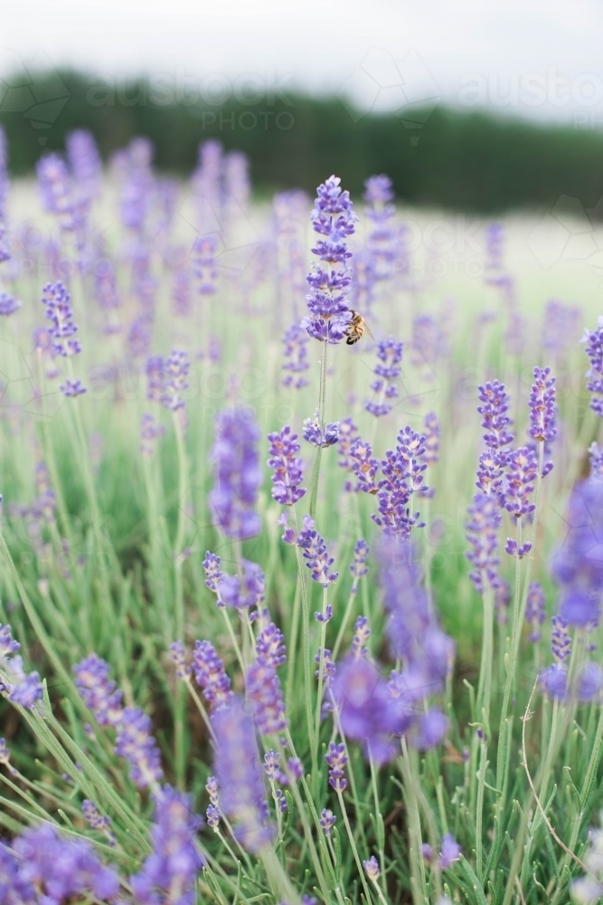 Bee on a lavender flower in a field of lavender - Australian Stock Image