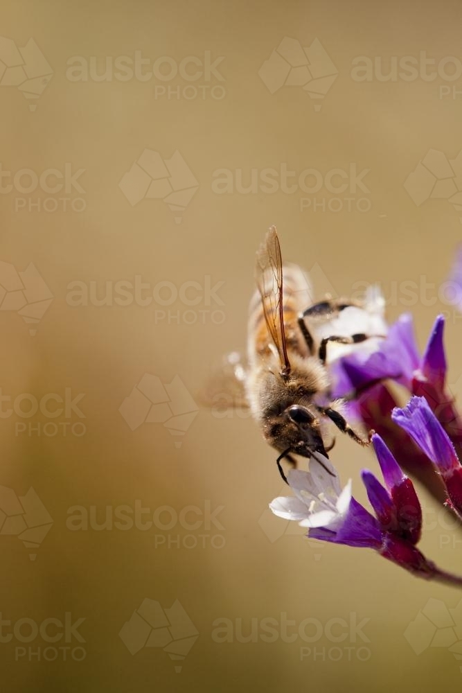 Bee on a statice flower - Australian Stock Image