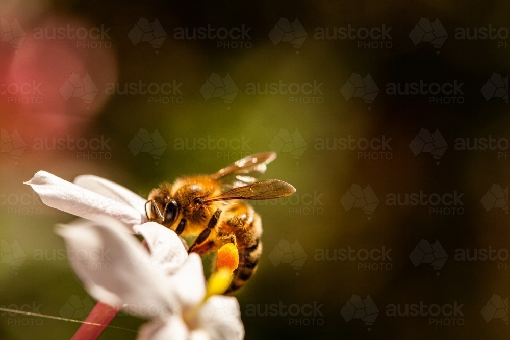 Bee on a white jasmine flower with green copy space - Australian Stock Image