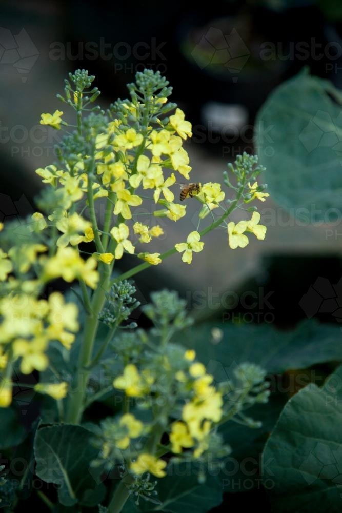 Bee on a yellow broccoli flower in the garden - Australian Stock Image