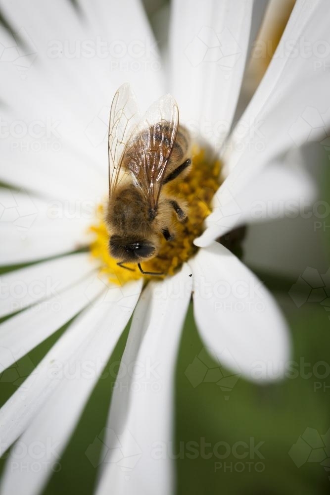 Bee on a  yellow centered white daisy - Australian Stock Image