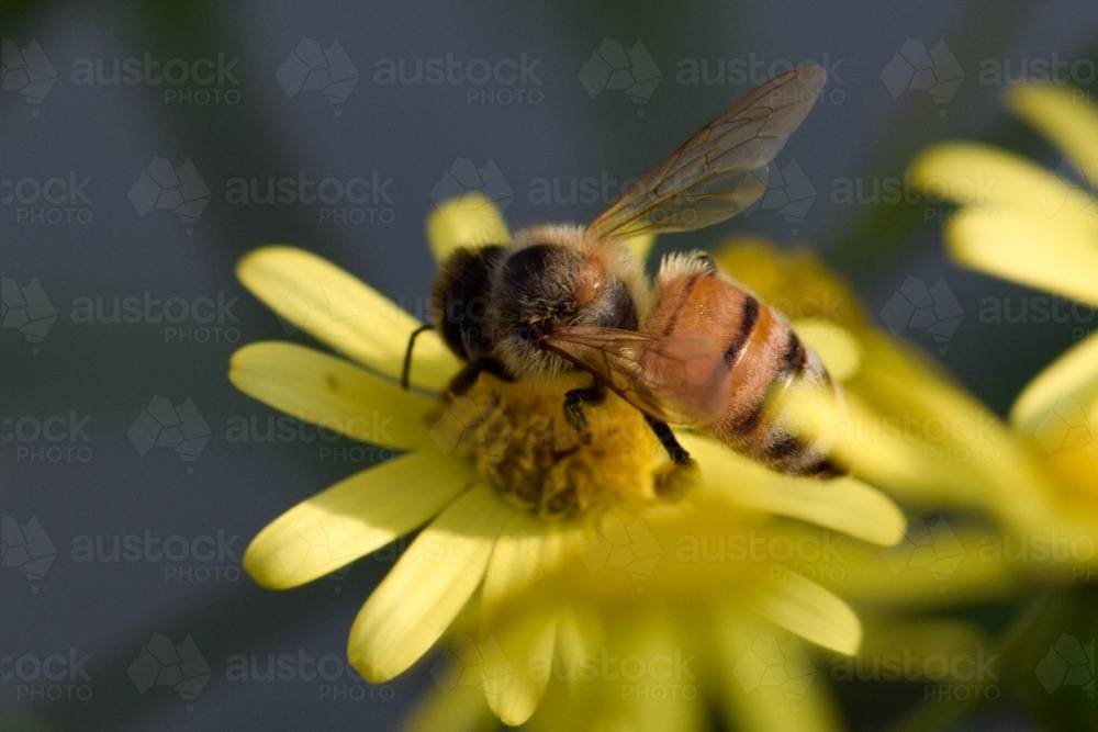 Bee on a yellow flower with a blurry blue background - Australian Stock Image