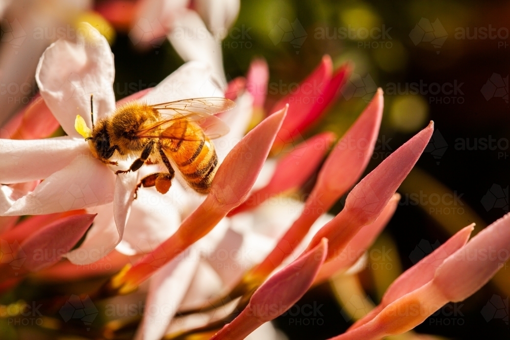 Image of Bee on jasmine flower Austockphoto