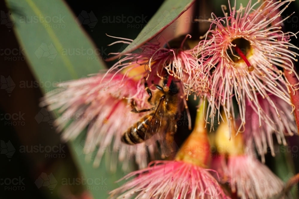 Bee on pink gum flowers and leaves - Australian Stock Image