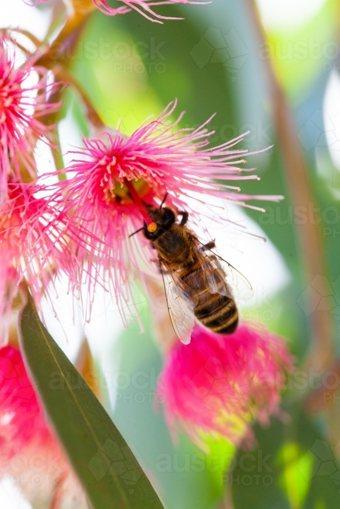 Bee on pink gum flowers and leaves - Australian Stock Image