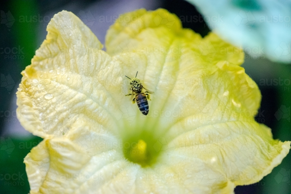 Bee on yellow pumpkin flower - Australian Stock Image