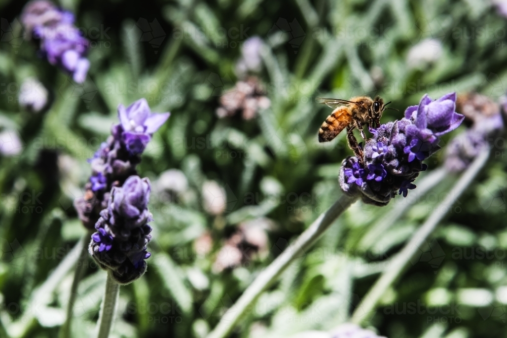 Bee pollinating a lavender flower - Australian Stock Image