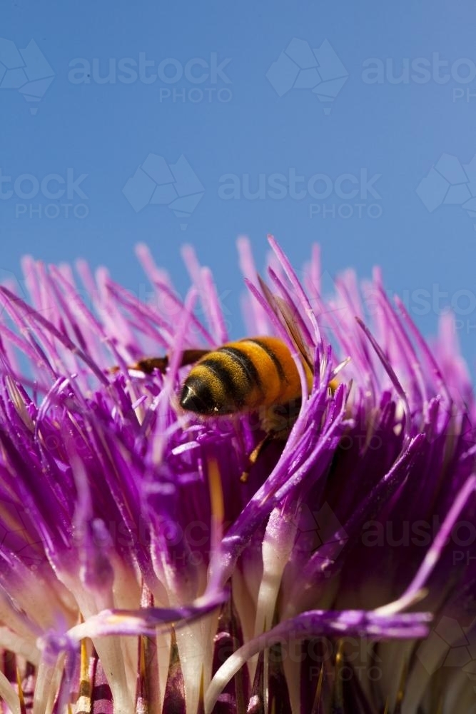Bee pollinating a purple flowered scotch thistle - Australian Stock Image
