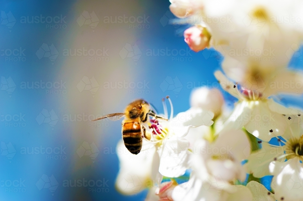 Bee taking pollen from flower against blue background - Australian Stock Image