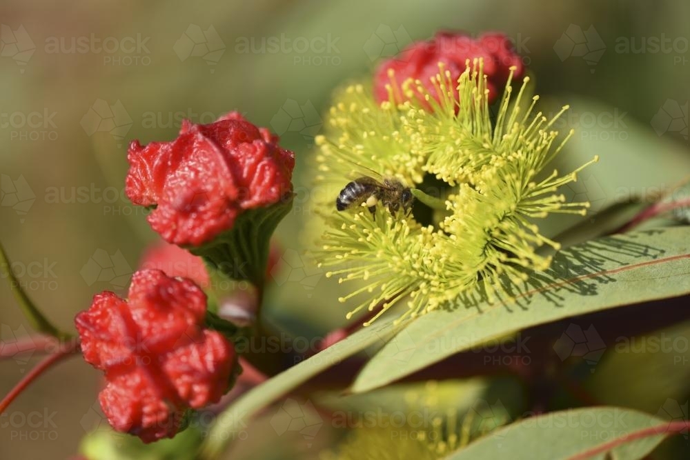 bee with pollen on native flower - Australian Stock Image