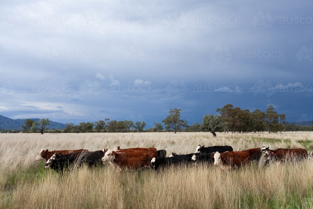 Beef cattle mob moving through paddock of long grass with storm and rain on the horizon - Australian Stock Image