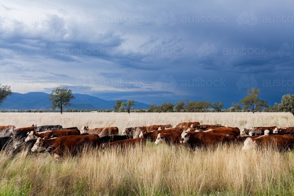 Beef cattle moving through paddock of long grass with clouded sky and in coming rain - Australian Stock Image
