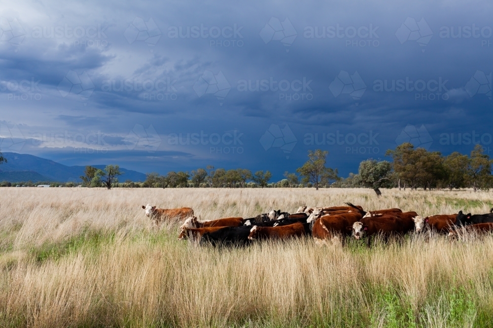 Beef cattle moving through paddock of long grass with clouded sky and in coming rain - Australian Stock Image