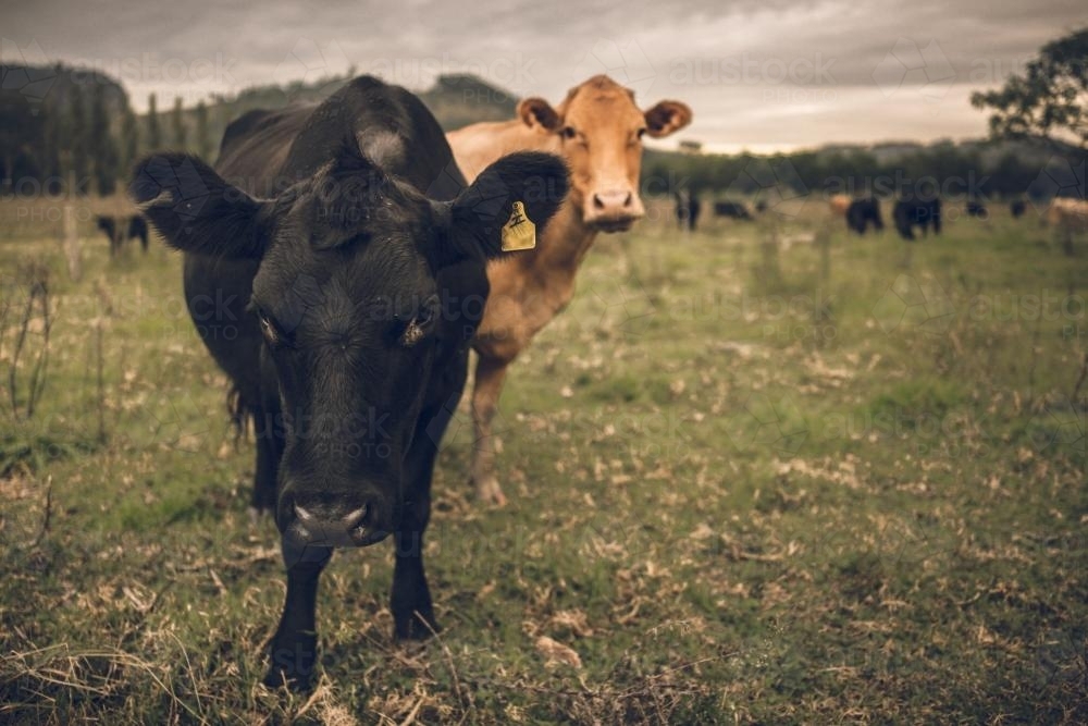 Beef cattle on a farm in Barrington - Australian Stock Image