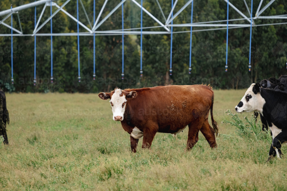 Paddock Sapi Image of Beef cattle walk in paddock in front of irrigation system ...