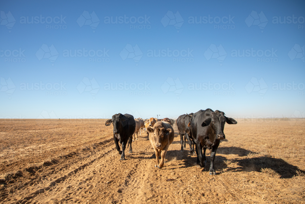 Beef cattle walking along a dirt road on a dry plain - Australian Stock Image