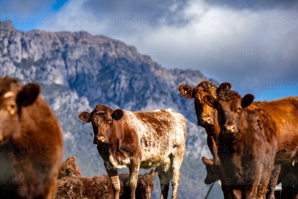 Beef cattle with mountain in background - Australian Stock Image