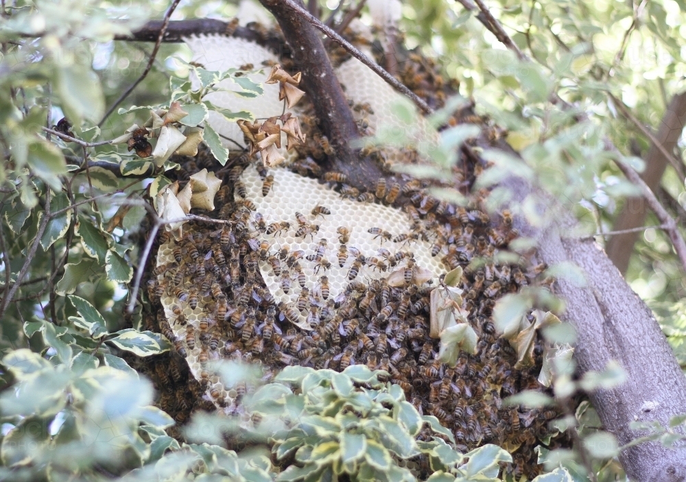 Beehive - Australian Stock Image
