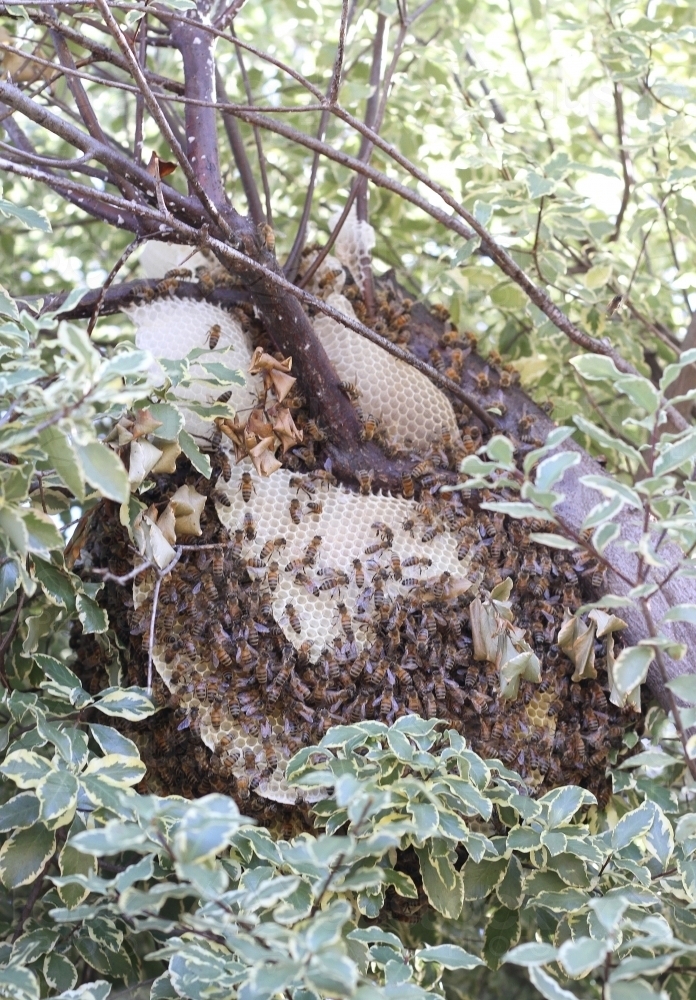 Beehive in a tree - Australian Stock Image