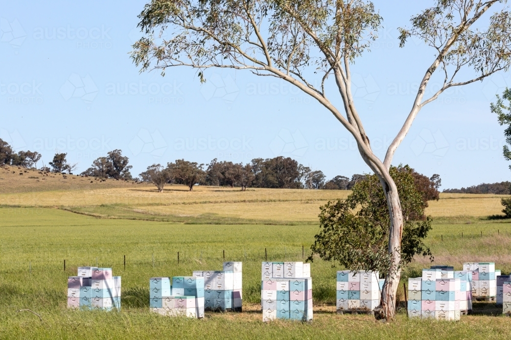 Beehives in a paddock - Australian Stock Image