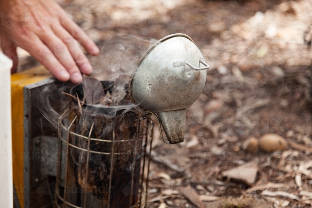 Beekeeper filling bee smoker with leaves - Australian Stock Image